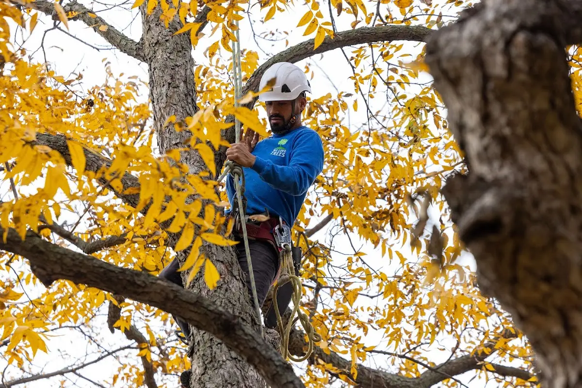 Skilled Tree Trimming crew working in Elkton