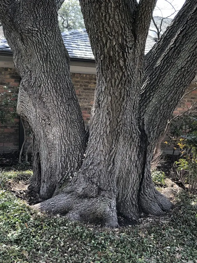 Mature heritage tree close to a Elkton property cared for by certified arborists
